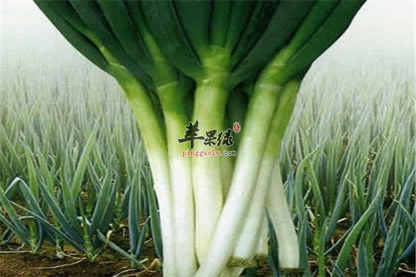 食用大葱2.jpg