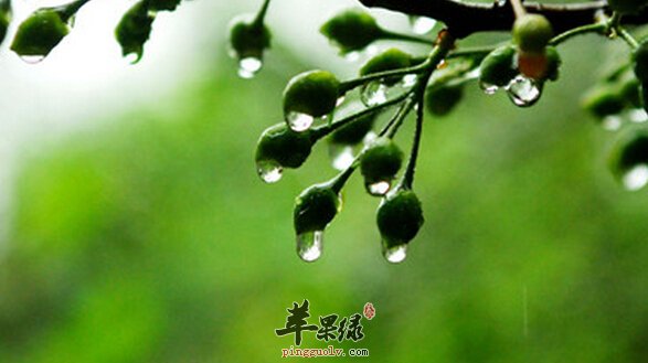 梅雨季节养生吃什么好 梅雨季节食谱推荐 梅雨季节饮食注意事项 苹果绿