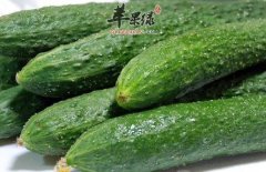 老年朋友多吃黄瓜延年益寿