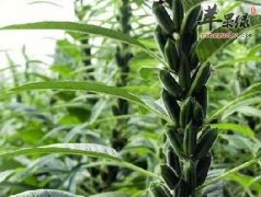 芝麻糊的食用功效以及做法有哪些