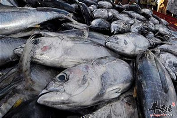 四种鱼肉不能吃 有毒危害大