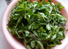 枸杞菜怎么吃能帮助男性强身壮阳