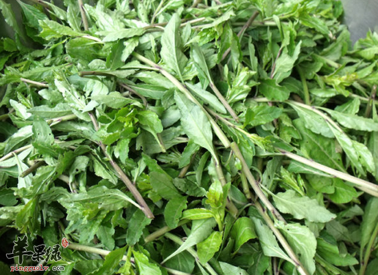 枸杞菜怎么吃能帮助男性强身壮阳