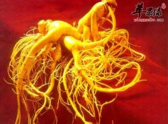 人参不宜乱补 避免带给身体影响