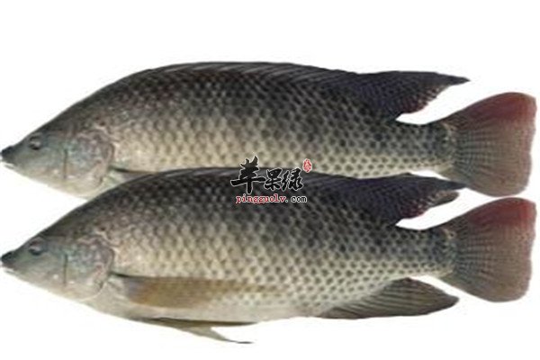 福寿鱼的注意事项以及挑选技巧