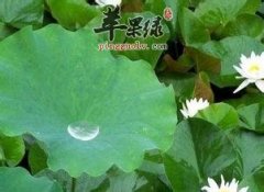 喝荷叶水据说能减肥 这是真的吗