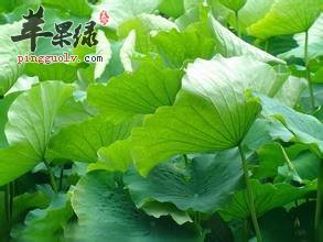 一般喝荷叶水能减肥吗