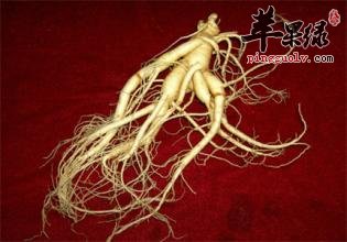 平时人参泡水的方法有哪些呢