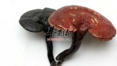 野生灵芝采摘来可以直接服用吗
