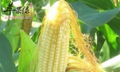 你知道玉米须其实可以煮水食用吗