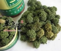 三七花泡水喝的禁忌有哪些 你知道吗