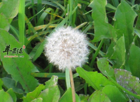 可以预防夏季上火的几种蔬菜