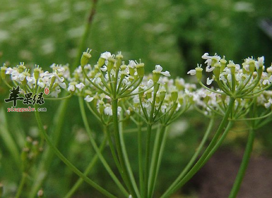 经常吃茴香籽有哪些食疗作用