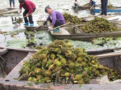 芡实一般不能和什么食物一起吃