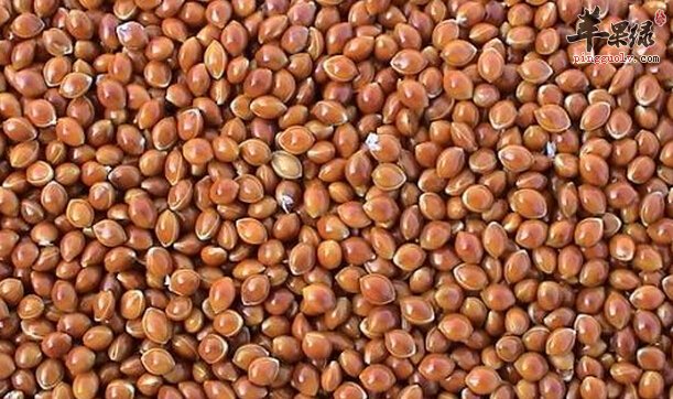 稷米的功效与作用及食用方法