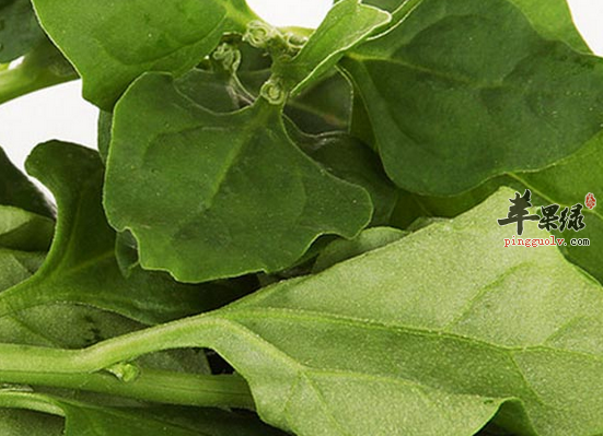 番杏主要有哪些功效和作用