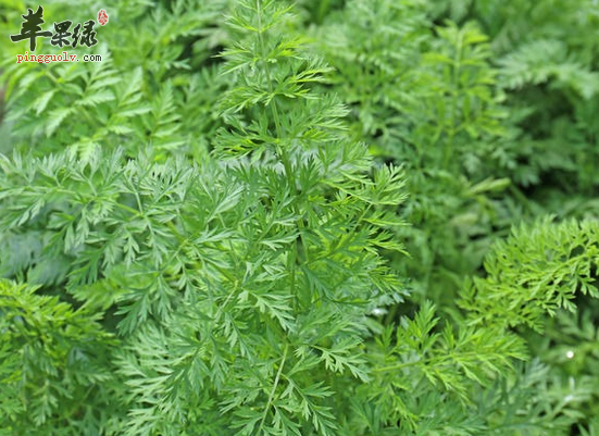 你不知道的胡萝卜缨的药用价值