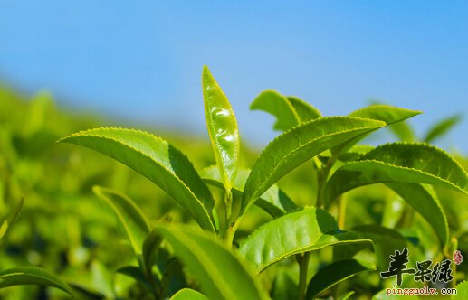 茶叶的功效与作用及食用方法