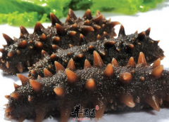 常年食用海参益智健脑强身