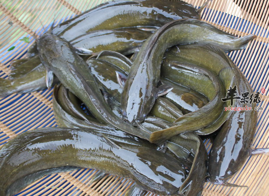 黄河胡子鱼图片图片