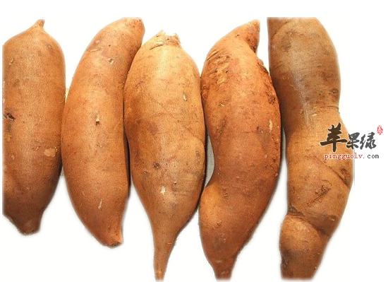 苹果绿 中药大全 功效与作用雪莲果是一种热带高山地区的水果,雪莲果