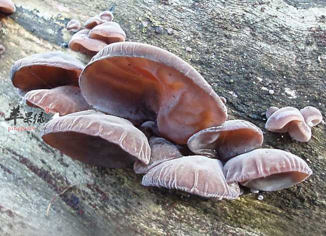 苹果绿 食材大全 黑木耳闻:新鲜黑木耳没有酸,臭等异味.