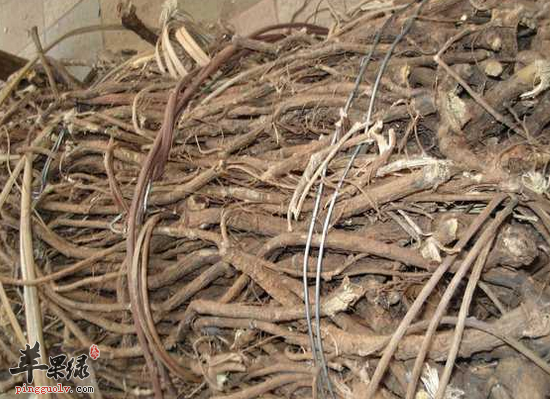 咽喉红肿吃山豆根可以解毒利咽