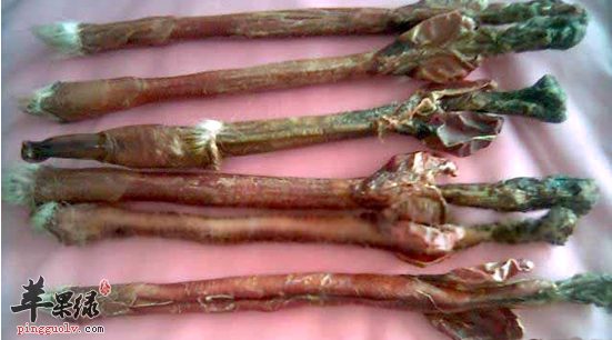 驴鞭的功效与作用