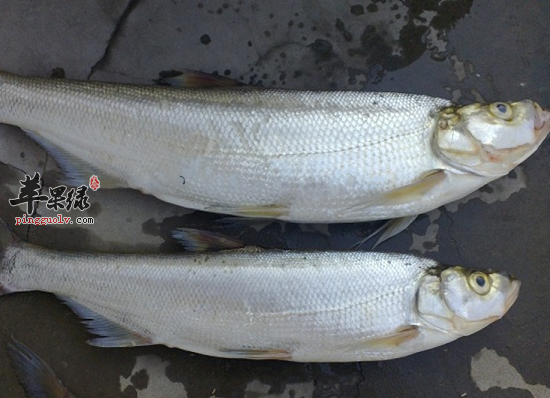 是我国的特有鱼种,白鱼主要分布在云南西北部和四川邛海