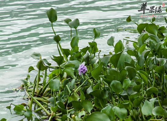 水葫芦的功效与作用
