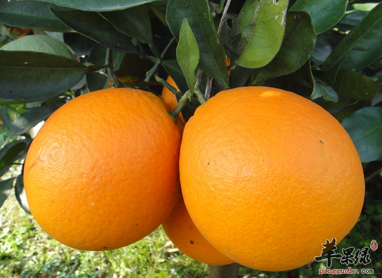 糖尿病患者,在餐后血糖稳定的情况下,可在两餐之间加餐进食脐橙1/2个