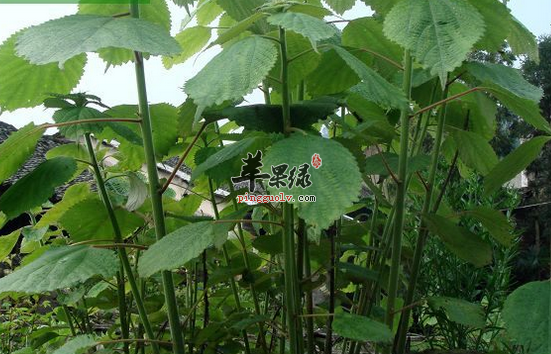 苎麻根的功效与作用