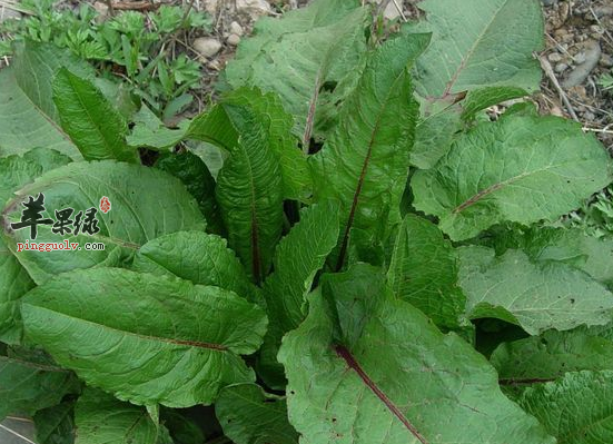 酸模的功效与作用