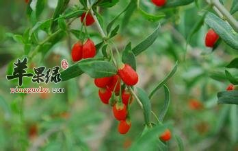 平时生活中我们应该如何挑选枸杞子
