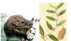 一般有哪些人不能吃茯苓呢