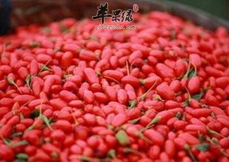 吃枸杞好处多 40岁以上的人更要常吃