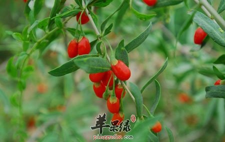 常吃枸杞好 枸杞对人都有什么好处