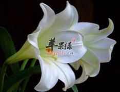 百合花禁忌有哪些 大家一起来看看