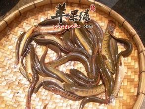 风湿病的饮食 黄鳝美味祛湿解毒