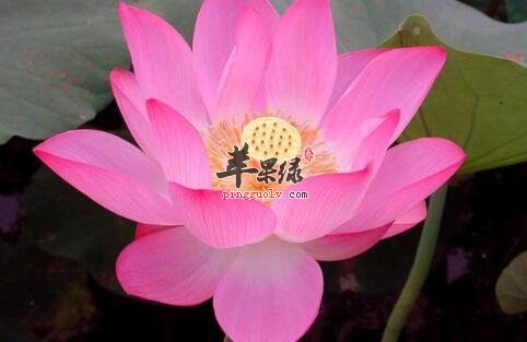 女性朋友多用莲花可美颜养容