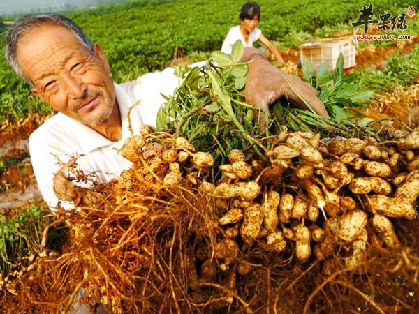 花生是否能够帮助我们减肥呢