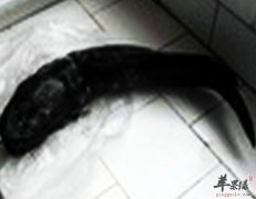 秋季吃鱼需要注意哪