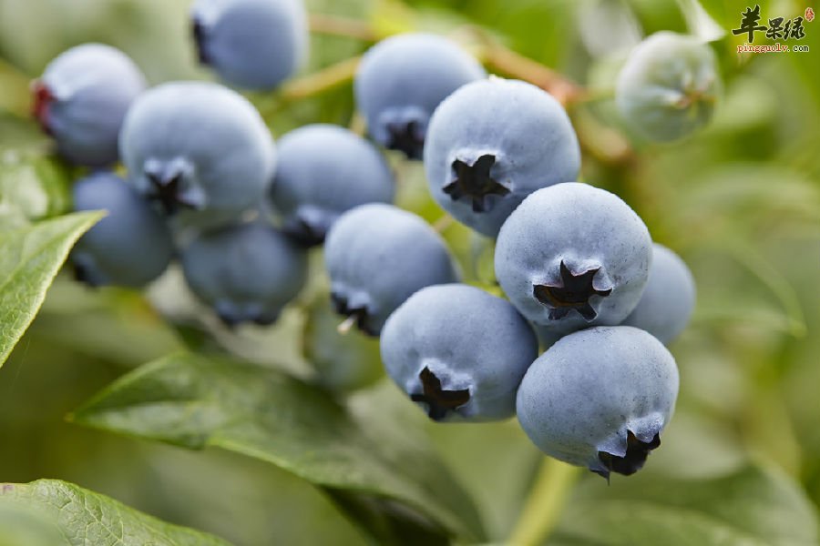 多吃蓝莓的好处 可以提高免疫力