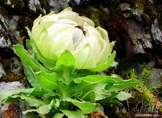 天山雪蓮花怎麼食用效果最好