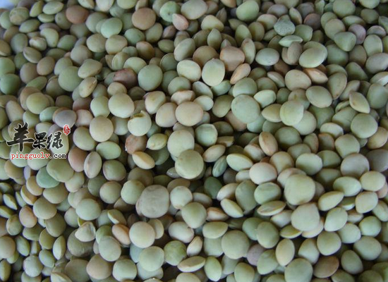 绿扁豆能健脾消暑补血补充营养