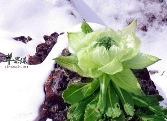 食用天山雪莲花祛湿抗衰强身健体