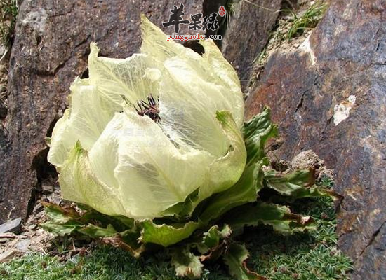 食用天山雪莲花祛湿抗衰强身健体