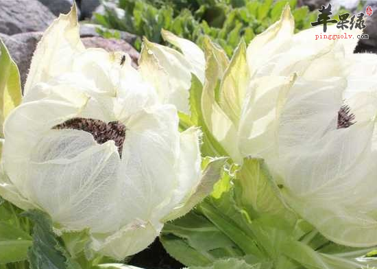 食用天山雪莲花祛湿抗衰强身健体