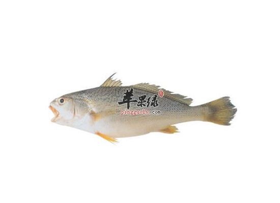 黄姑鱼的做法和食用的禁忌_苹果绿