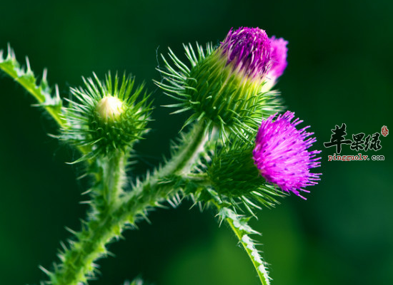 刺儿菜,青 青菜,萋萋菜,枪刀菜,野 红花,刺角菜,木刺艾,刺杆菜,刺刺芽